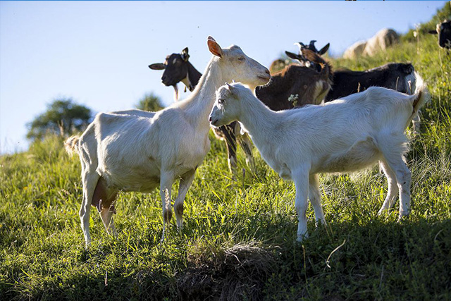农业农村部关于印发《推进肉牛肉羊生产发展五年行动方案》的通知