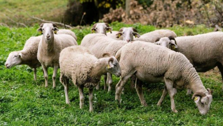 羊长得慢是什么原因？养育肥羊千万不要错过！