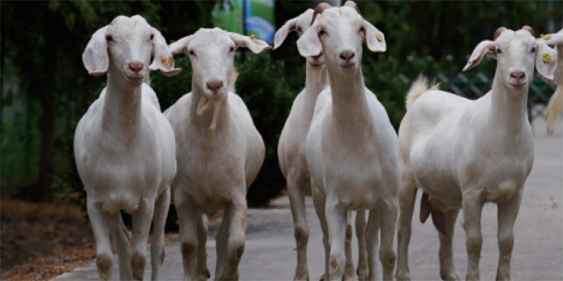 利用种业优势 发展安徽省特色羊产业的思考